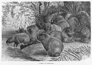 Related Prints: Capybara Print: South American Rodent