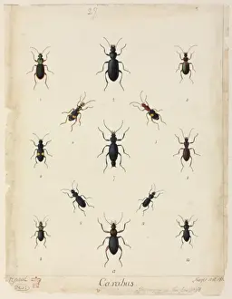 Historical Insect Prints Online Prints: Carabus sp. beetles
