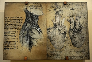 Cardiovascular system Leonardo da vincis drawing Cardiovascular system Leonardo da vincis drawing