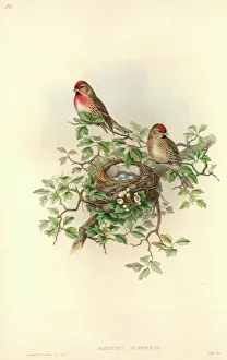 Carduelis flammea cabaret, lesser redpoll Carduelis flammea cabaret, lesser redpoll