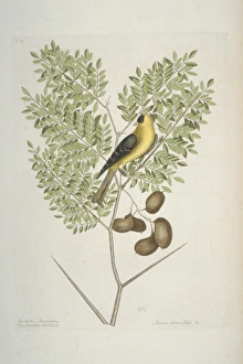 Carduelis tristis, American goldfinch Carduelis tristis, American goldfinch