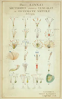Carl Linnaeuss Systema Naturae (1736) Carl Linnaeuss Systema Naturae (1736)