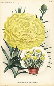 Carnation hybrid, Pride of Great Britain Carnation hybrid, Pride of Great Britain