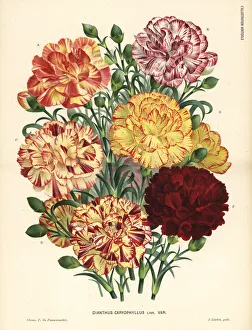 Carnation varieties, Bizarre type, Dianthus caryophyllus Carnation varieties, Bizarre type, Dianthus caryophyllus