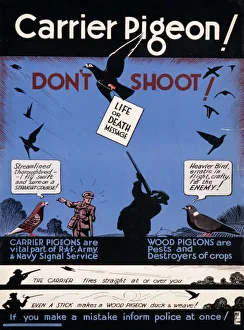 Carrier Pigeon poster Carrier Pigeon poster