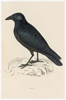 Vintage Bird Illustrations Prints: Carrion Crow (Morris)
