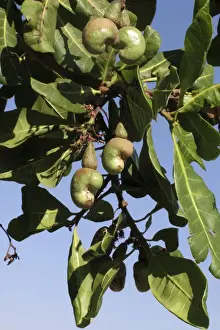 Prints of Cashew - nuts on tree (Anacardium occidentale). Mozambique Mozambique Prints: Cashew Nuts on Tree Print - Mozambique