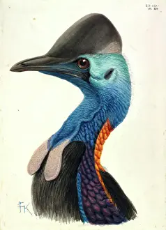 Prints of Illustration of a Cassowary Head by John Keulemans (1842-1912) Cassowaries Prints: Cassowary Head Print by John Keulemans 1842-1912