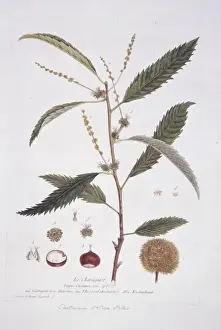Fagaceae Family Prints: Castanea, chestnut