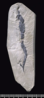Castericystis vali, a fossil Carpoid Castericystis vali, a fossil Carpoid