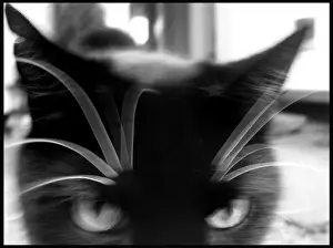 Domestic Cats Prints: Cat close up