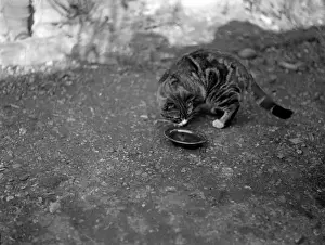 Historical Animal Prints Online Prints: A Cat Drinking