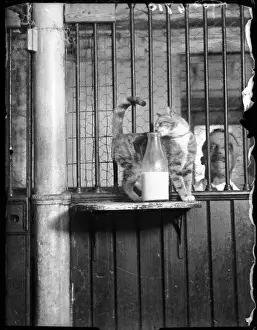 Cat Drinking Milk Print