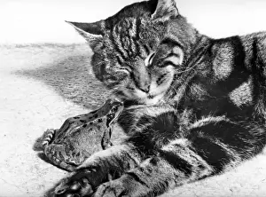 Vintage Cat Photography Prints: Cat and Frog