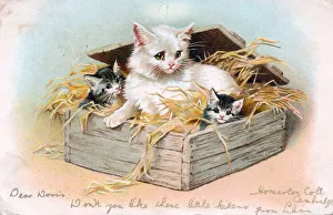 Cat and two kittens on a greetings postcard Cat and two kittens on a greetings postcard