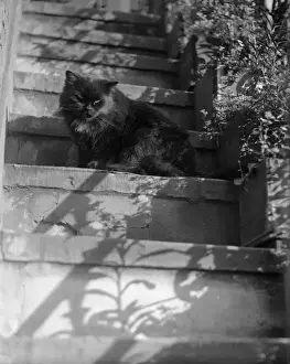 Historical Animal Prints Online Prints: Cat on the Steps