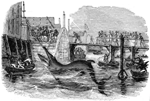 Catching a Whale off Deptford Pier, London, 1842 Catching a Whale off Deptford Pier, London, 1842