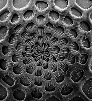 Caterpillar Egg Scanning Electron Microscope Print