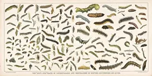 Caterpillar Specimens Print