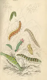 Caterpillars by John Tenniel, 1868 Print