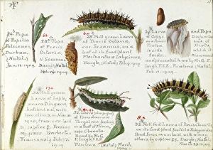 Caterpillars & pupa, Margaret Fountaine Caterpillars & pupa, Margaret Fountaine