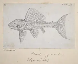 Prints of Drawing no 114 by Alfred Russel Wallace Pencil Catfish Prints: Catfish Drawing No 114 Print by Alfred Russel Wallace
