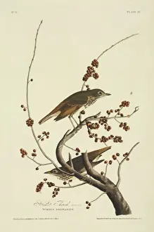 Double Elephant Folio Prints: Catharus guttatus, hermit thrush