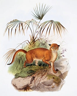 Catopuma badia, bay cat Catopuma badia, bay cat