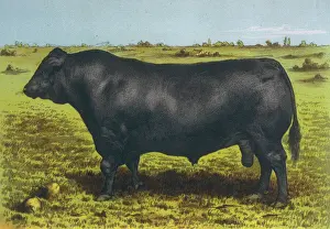 Prints of Aberdeen Angus Bull Cash Cattle Prints: Aberdeen Angus Bull Print