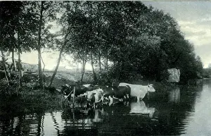 Cattle in a River Print, 1910s