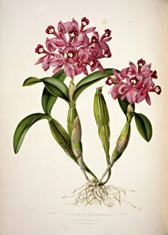 H.M. Bateman Collection: Cattleya skinneri, English orchid