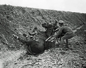 Cavalry pack horse takes a fall, Western Front, WW1 Cavalry pack horse takes a fall, Western Front, WW1