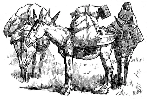 US Cavalry Pack Mules; Arizona, 1887 US Cavalry Pack Mules; Arizona, 1887