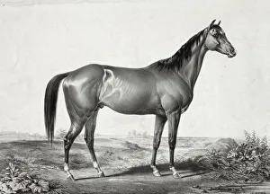 Celebrated horse lexington (5 yrs. old) by Boston out of Ali Celebrated horse lexington (5 yrs. old) by Boston out of Ali
