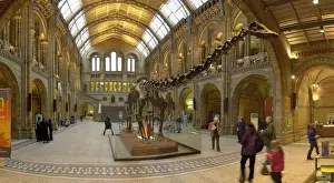Prints of View of the Central Hall and Diplodocus replica skeleton, Gallery 10, Life Galleries at The Natural History Museum, London. The Museum was first opened to the public in 1881 Extinct Prints: Central Hall View with Diplodocus, Natural History Museum, London Print