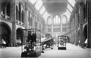 Central Hall, the Natural History Museum. 1902 Central Hall, the Natural History Museum. 1902