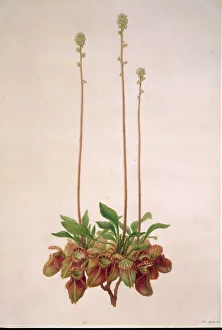 Cephalotus follicularis, Australian pitcher plant Cephalotus follicularis, Australian pitcher plant
