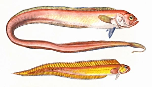 Cepola macrophthalma, or Red Bandfish Cepola macrophthalma, or Red Bandfish