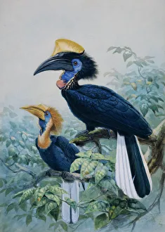 Ceratagymna elata, yellow-casqued hornbill Ceratagymna elata, yellow-casqued hornbill