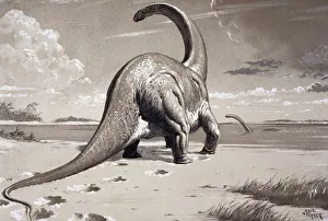 Cetiosaurus Cetiosaurus
