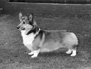 Historical Dogs Prints: CH Evancoyd Audacious