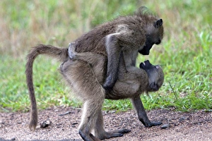 Chacma / Cape Baboon - sexual behaviour between baboons Chacma / Cape Baboon - sexual behaviour between baboons
