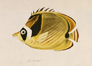 Chaetodon lunula, raccoon butterflyfish Chaetodon lunula, raccoon butterflyfish