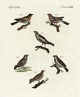 Chaffinch, brambling, white-winged snowfinch, and sparrows Chaffinch, brambling, white-winged snowfinch, and sparrows