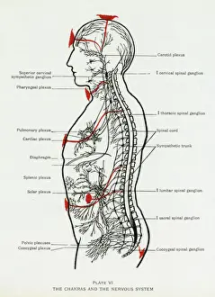 Related Prints: Chakras and Nervous System Print, 1927