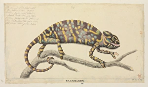 Chamaeleo zeylanicus, Indian chameleon Chamaeleo zeylanicus, Indian chameleon