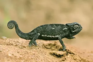 Chameleon Species Prints: Chameleon