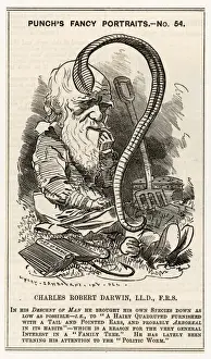 Prints of A satire on Charles Darwin -- after charting the Descent of Man he goes even lower and studies worms Charles Darwin Prints: Charles Darwin Studying a Worm Print