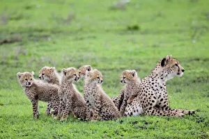 Cheetah family - Mother Cheetah with her 6 cubs Cheetah family - Mother Cheetah with her 6 cubs