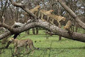 Cheetah family in trees - Mother Cheetah starts Cheetah family in trees - Mother Cheetah starts